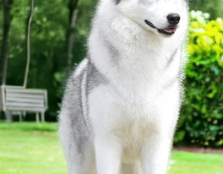 The best siberian husky kennel of 2024 the STAMIEL SIBERIANS