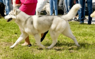 International Dog Show Ada