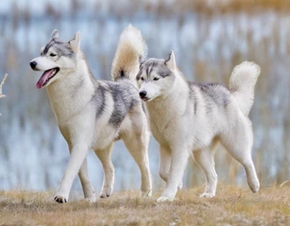 2024 legeredménywesebb Husky Kennele a Stamiel 