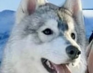 The best siberian husky kennel of 2024 the STAMIEL SIBERIANS