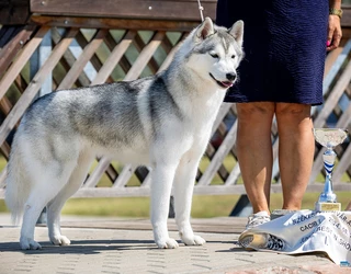 2024 legeredménywesebb Husky Kennele a Stamiel 