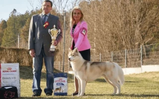 National Dog Show Salgótarján