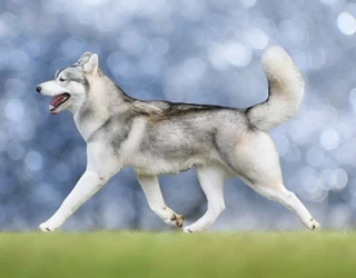 2024 legeredménywesebb Husky Kennele a Stamiel 