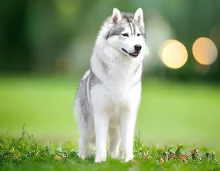 2024 legeredménywesebb Husky Kennele a Stamiel 