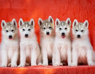 Stamiel Puppies 2023 